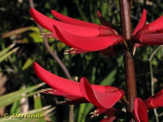 {Erythrina herbacea}
